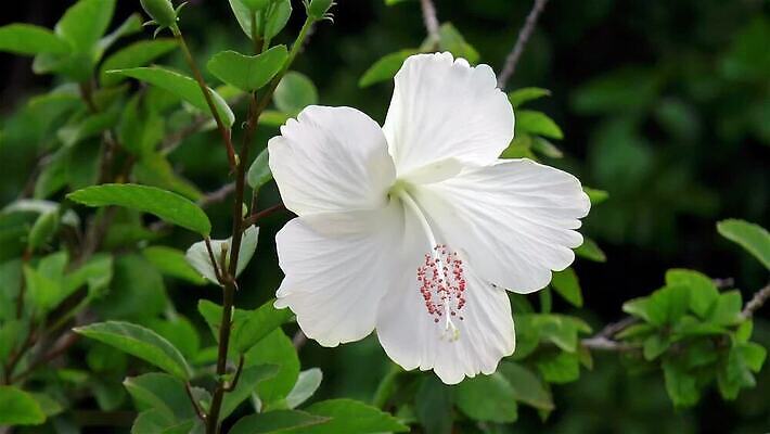 식물 꽃잎 꽃 줄기 컬러 꽃무늬 자연 사람없음 초록색 뷰티 정원 흰색 개화 황무지 전기에너지 날카로움 아로마 쿠바 내추럴 아욱 영원 필라멘트 히비스커스 MP4 해외동영상 클립영상 무늬 에너지 중앙아메리카 생태계 동영상 파일형식