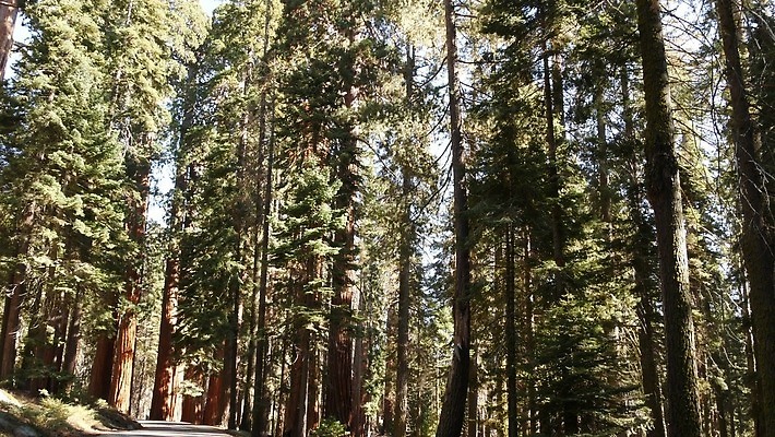 나무 자연 국립공원 사람없음 여행객 미국 트래킹 하이킹 소나무 황무지 보호 숲 큼 환경보전 생태계 침엽수 거인 삼림지대 요세미티국립공원 4K MP4 해외동영상 클립영상 식물 공원 컨셉 북아메리카 레저 사람 크기 사회이슈 캘리포니아 동영상 파일형식