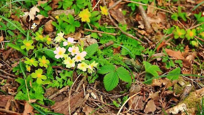 식물 꽃잎 꽃 컬러 백그라운드 잎 꽃무늬 농업 자연 사람없음 야외 초록색 여름 뷰티 노란색 정원 보라색 봄 성장 벚꽃 흰색 신선 숲 제비꽃 유기농 부드러움 내추럴 영원 프리뮬러 MOV 해외동영상 클립영상 웰빙 계절 산업 무늬 감각 생태계 동영상 파일형식