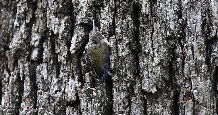 나무 동물 야생동물 자연 조류 사람없음 야외 황무지 벌새 4K MOV 해외동영상 클립영상 식물 생태계 동영상 파일형식