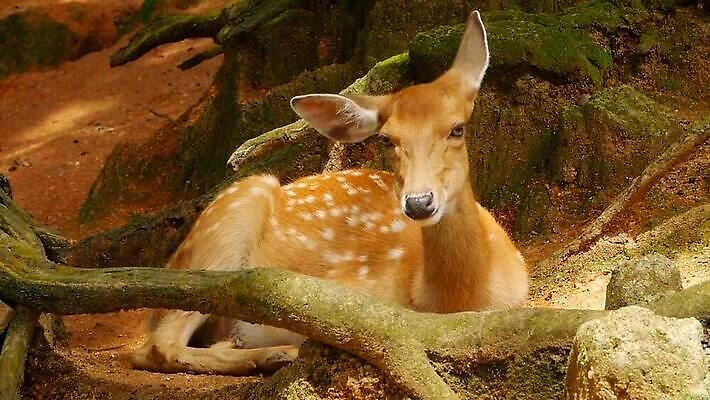 동물 공원 여자 남자 야생동물 백그라운드 밭 포유류 자연 초식동물 털 뿔 사람없음 야외 태양 갈색 머리 환경 침묵 흰색 아기 점 황무지 숲 귀 뿌리 서식지 내추럴 동물상 아기사슴 암사슴 전국 MOV 해외동영상 클립영상 자연요소 공공시설 새끼 컬러 농업 사슴 사람 신체부위 조형물 소리 암컷 생태계 동영상 파일형식
