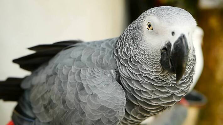 동물 척추동물 1 응시 야생동물 백그라운드 날개 아프리카 자연 조류 사람없음 야외 반려동물 컬러풀 머리 검은색 회색 흰색 작음 깃털 부리 앵무새 멸종 솜털 노려봄 고립 동물상 동반자 이국적 잉꼬 지능 콩고 MOV 해외동영상 클립영상 시선 나라 컬러 표정 신체부위 조형물 크기 생태계 동영상 파일형식