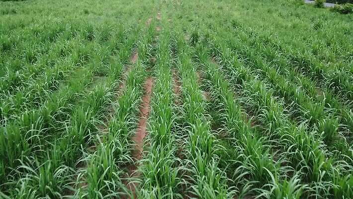 나무 식물 계절 산업 잎 패턴 밭 농업 자연 지팡이 하늘 풍경 사람없음 초록색 여름 농작물 농장 농경지 환경 정원 에너지 성장 시골 알코올 신선 땅 설탕 질감 연료 내추럴 밭일 사탕수수 MOV 해외동영상 클립영상 컬러 무늬 생태계 동영상 파일형식