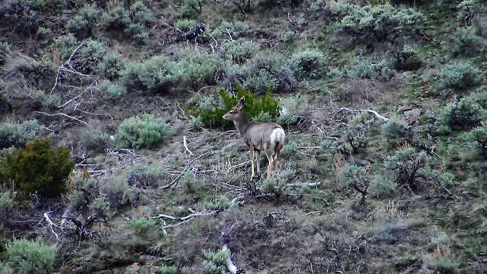 동물 공원 야생동물 포유류 자연 엄마 산 뿔 사람없음 야외 갈색 달러 흰색 황무지 큼 꼬리 귀 아기사슴 4K MP4 해외동영상 클립영상 공공시설 새끼 컬러 돈 가족 사슴 신체부위 크기 생태계 동영상 파일형식