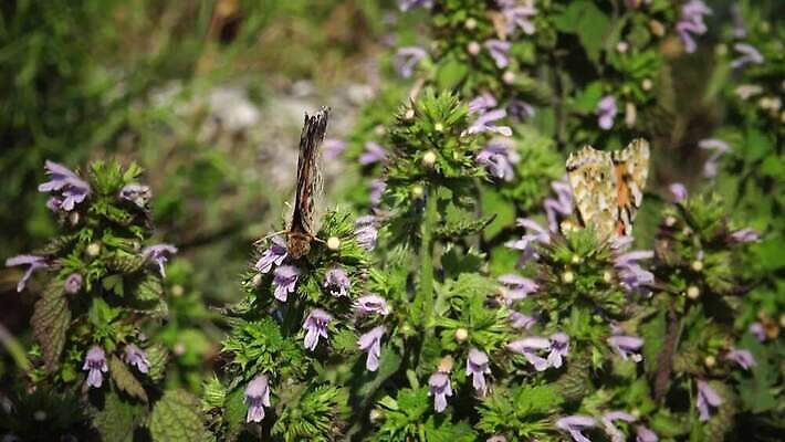 동물 꽃 야생동물 나비 곤충 날개 오렌지 자연 사람없음 초록색 여름 컬러풀 그리기 동물상 취급주의 코스모폴리탄 4K MP4 해외동영상 클립영상 식물 계절 컬러 과일 모션 경고 조형물 칵테일 생태계 동영상 파일형식