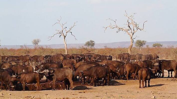 동물 야생동물 포유류 아프리카 자연 건조 국립공원 사람없음 관광지 그룹 황무지 보호 군중 사파리 가뭄 서식지 남아프리카 보츠와나 보호구역 사바나 크루거 MOV 해외동영상 클립영상 공원 나라 여행 컨셉 날씨 사람 생태계 동영상 남아프리카공화국 구역 파일형식