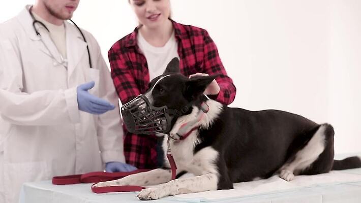 컬러 백그라운드 실내 병원 서기 두명 치료 초록색 반려동물 의사 닫기 개 위험 작음 공격 주인 수의사 토막 송곳니 고립 기르기 섞기 총구 MP4 해외동영상 클립영상 동물 컨셉 포유류 의학 모션 사람 내부 의료진 치아 크기 동영상 돌봄 파일형식