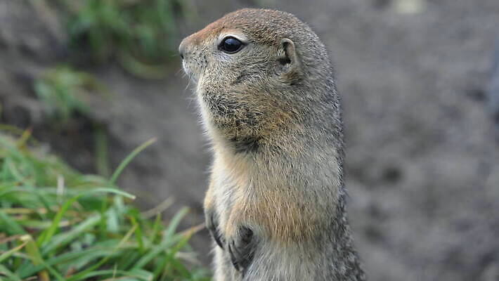 동물 응시 공원 얼굴 야생동물 여행 포유류 자연 산 털 풍경 사람없음 야외 여름 코트 황무지 닫기 설치류 북극 호기심 꼬리 사냥 다람쥐 러시아 귀 사냥꾼 북쪽 내추럴 동물상 땅바닥 발톱 시베리아 4K MOV 해외동영상 클립영상 직업 시선 계절 공공시설 감정 유럽 컨셉 모션 발 바닥 신체부위 조형물 외투 극지방 방향 생태계 동영상 파일형식