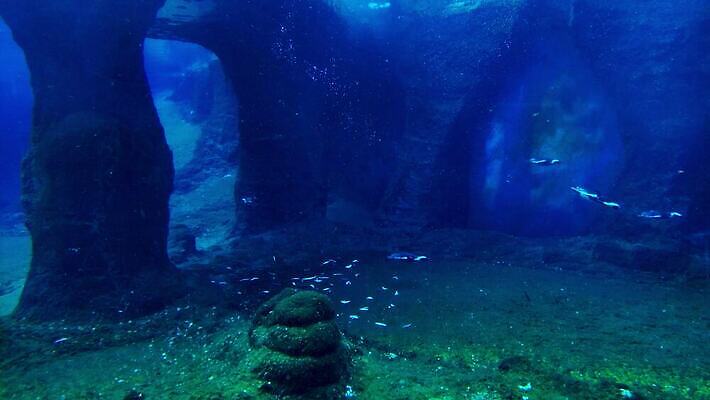 동물 공원 호수 야생동물 바다 컬러 날개 자연 조류 표면 동물원 종류 사람없음 야외 물 파란색 카메라 얼음 검은색 수중 수영 추위 흰색 연못 시원함 왕 남극 아래 속도 펭귄 다이빙 수족관 갈라파고스 남쪽 내추럴 4K MOV 해외동영상 클립영상 자연요소 공공시설 전자제품 수상스포츠 극지방 방향 생태계 위치 에콰도르 동영상 수중스포츠 파일형식