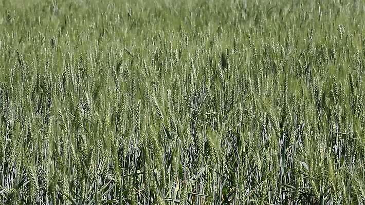 식물 줄기 밭 농업 자연 하늘 바람 씨앗 풍경 초원 사람없음 야외 초록색 여름 파란색 농작물 농장 노란색 환경 수확 성장 재산 황금 닫기 낟알 땅 밀 흔들림 귀 밀짚 내추럴 숙성 호밀 MOV 해외동영상 클립영상 자연요소 계절 산업 컬러 모션 날씨 곡류 신체부위 금융 짚 생태계 동영상 파일형식