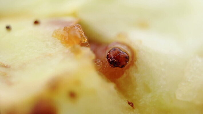 곤충 백그라운드 과일 생물 사람없음 빨간색 초록색 신선 해충 벌레 사과 먹기 날것 애벌레 기어가기 변태 숙성 채식주의자 MOV 해외동영상 클립영상 동물 컬러 모션 채식 동영상 파일형식