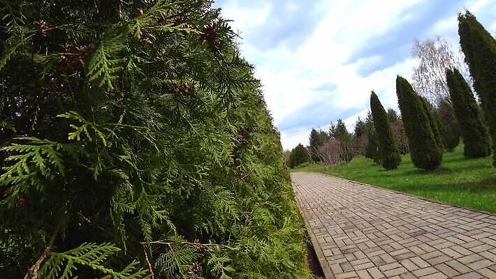 나무 식물 디자인 계절 공원 백그라운드 잎 농업 자연 사람없음 야외 장식 초록색 울타리 환경 정원 봄 성장 나뭇가지 신선 소나무 닫기 숲 관목 원예 질감 상록수 침엽수 내추럴 모종 삼나무 가문비나무 MOV 해외동영상 클립영상 공공시설 산업 컬러 모션 취미 담장 생태계 동영상 파일형식