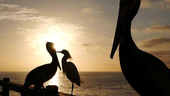 동물 실루엣 야생동물 바다 조류 하늘 휴가 사람없음 물 여름 갈색 항구 미국 일몰 산책로 자유 분위기 닫기 큼 왜가리 펠리컨 부리 캘리포니아 태평양 계산서 로스앤젤레스 철책 눈내림 4K 오션사이드 산타모니카 MP4 해외동영상 클립영상 자연요소 계절 길 컬러 컨셉 북아메리카 교통시설 모션 눈_날씨 촬영기법 노을 크기 동영상 파일형식