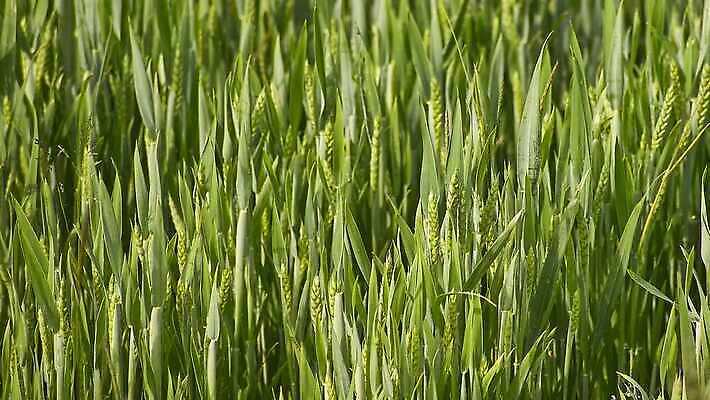 식물 밭 채소 사람없음 초록색 농장 농사 수확 성장 시골 낟알 밀 묘사 유기농 보리 귀 파종 수평선 4K MP4 해외동영상 클립영상 웰빙 컬러 농업 곡류 신체부위 동영상 파일형식