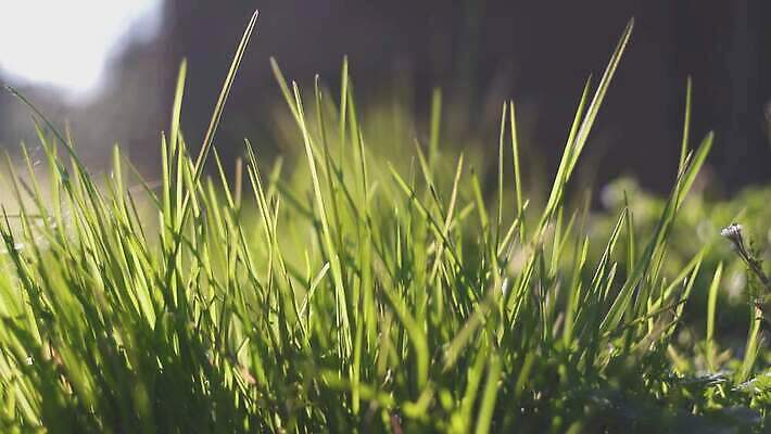 나무 식물 구름 계절 공원 꽃 컬러 여행 백그라운드 잎 밭 농업 자연 하늘 바람 사람 풍경 잔디 초원 사람없음 야외 초록색 물 여름 파란색 빛 햇빛 태양 농장 노란색 환경 정원 맑음 침묵 일몰 봄 흰색 시골 숲 땅 장면 내추럴 수평선 4K MP4 해외동영상 클립영상 자연요소 공공시설 산업 날씨 노을 소리 생태계 동영상 파일형식