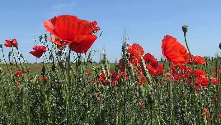 식물 계절 꽃 백그라운드 밭 농업 자연 하늘 사람없음 야외 빨간색 초록색 파란색 봄 시골 양귀비 남쪽 서식스 4K MP4 해외동영상 클립영상 산업 컬러 방향 생태계 동영상 파일형식