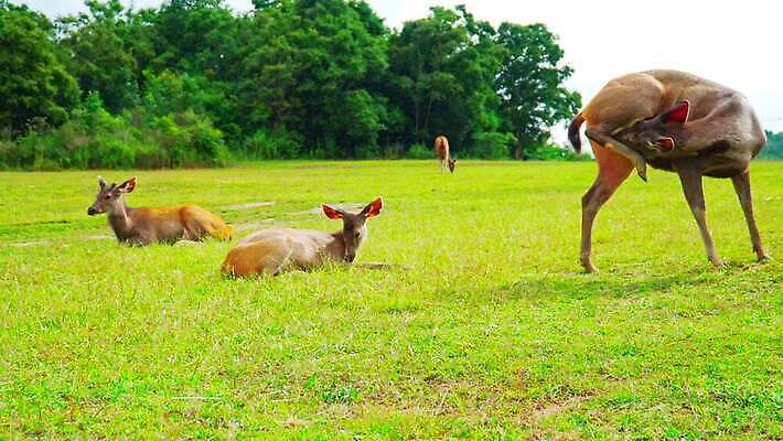 동물 1 응시 공원 여자 야생동물 백그라운드 밭 농업 신체 포유류 자연 털 뿔 서기 사람없음 야외 초록색 농장 갈색 가축 시골 아기 관찰 황무지 승마 숲 방목 먹기 귀 당나귀 내추럴 망아지 아기사슴 암사슴 4K MOV 해외동영상 클립영상 시선 공공시설 산업 새끼 스포츠 컬러 모션 사슴 사람 신체부위 말_동물 축산업 암컷 생태계 동영상 파일형식