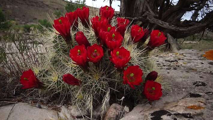 식물 공원 꽃 분홍색 자연 선인장 사람없음 컵 빨간색 초록색 뷰티 미국 사막 벚꽃 개화 닫기 애리조나 고슴도치 전국 4K MP4 해외동영상 클립영상 식기 공공시설 컬러 북아메리카 포유류 모션 생태계 동영상 파일형식