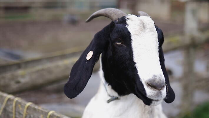 동물 외관 야생동물 농업 포유류 자연 염소 영국 잉글랜드 뿔 동물원 사람없음 야외 목재 울타리 농장 갈색 환경 흰색 시골 양 먹이 먼지 철사 진흙 반추동물 목가 4K MOV 해외동영상 클립영상 나무 유럽 산업 컬러 재료 담장 생태계 동영상 파일형식