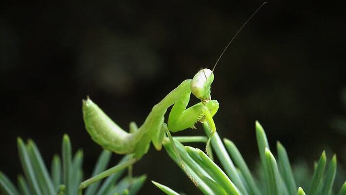 동물 여자 야생동물 곤충 잎 절지류 자연 무척추동물 안테나 사람없음 초록색 흰색 기도 육식동물 포식 4K MP4 해외동영상 클립영상 식물 컬러 통신 사람 생태계 동영상 파일형식