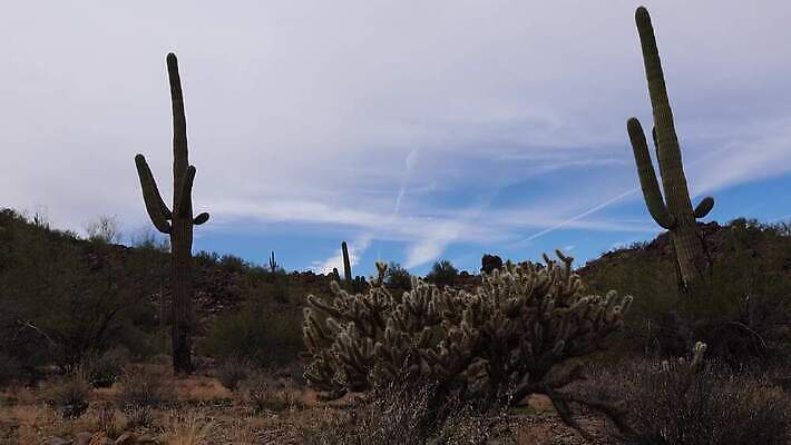 식물 공원 꽃 분홍색 백그라운드 자연 하늘 날씨 산 선인장 건조 통 사람없음 초록색 파란색 미국 봄 새벽 사막 뜨거움 가시 황무지 냄비 큼 아래 척추 각도 암초 애리조나 내추럴 다육식물 전국 4K MP4 해외동영상 클립영상 자연요소 계절 공공시설 컬러 북아메리카 뼈 솥 크기 방향 생태계 위치 동영상 파일형식