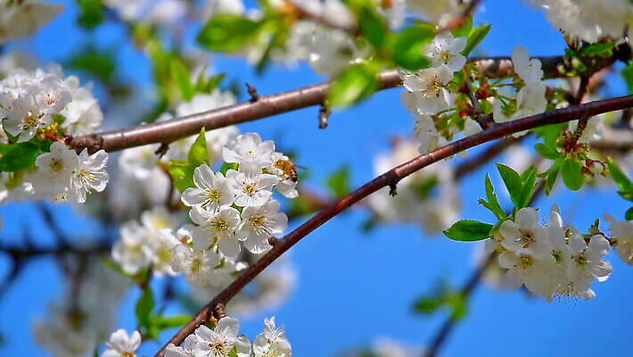 나무 식물 계절 꽃잎 꽃 분홍색 백그라운드 잎 꽃무늬 자연 하늘 사람없음 뷰티 정원 맑음 봄 벚꽃 흰색 나뭇가지 신선 개화 체리 닫기 사과 5월 보케 부드러움 내추럴 MOV 해외동영상 슬로모션 클립영상 컬러 무늬 과일 모션 날씨 촬영기법 감각 날짜 생태계 동영상 파일형식