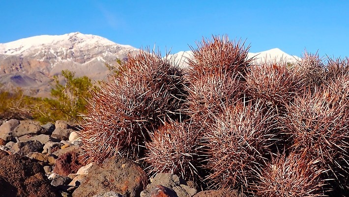 식물 계절 공원 여행 자연 선인장 통 사람없음 야외 빨간색 여름 계곡 사막 가시 캘리포니아 내추럴 전국 4K MP4 해외동영상 클립영상 공공시설 컬러 미국 생태계 동영상 파일형식