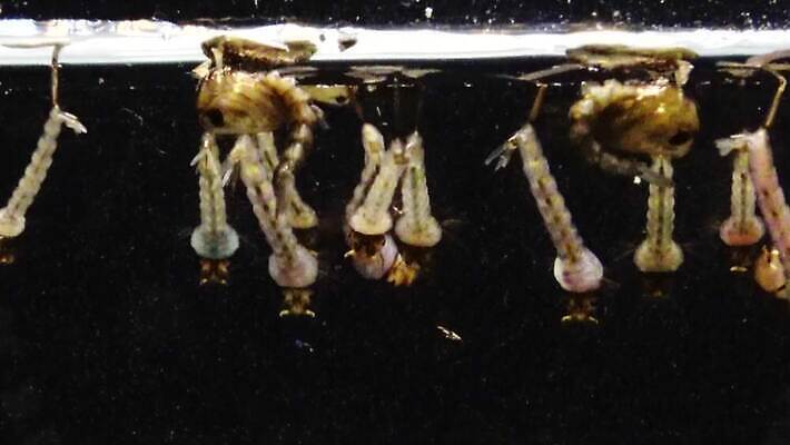 동물 야생동물 바다 곤충 자연 무척추동물 사람없음 물 환경 바닷속 수중 지중해 생태계 생물학 수족관 애벌레 토막 동물상 모기 생태학 우크라이나 4K 저서생물 MP4 해외동영상 클립영상 자연요소 교육 유럽 생물 조형물 해충 벌레 동영상 파일형식