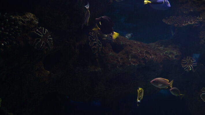 동물 야생동물 바다 여행 백그라운드 자연 어류 사람없음 물 파란색 세계 뷰티 바닷속 수중 광선 산호 포르투갈 생태계 생물학 탱크 상어 암초 수족관 동물상 리스본 이국적 4K MOV 해외동영상 클립영상 자연요소 교육 유럽 컬러 조형물 수중동물 자포동물 동영상 파일형식