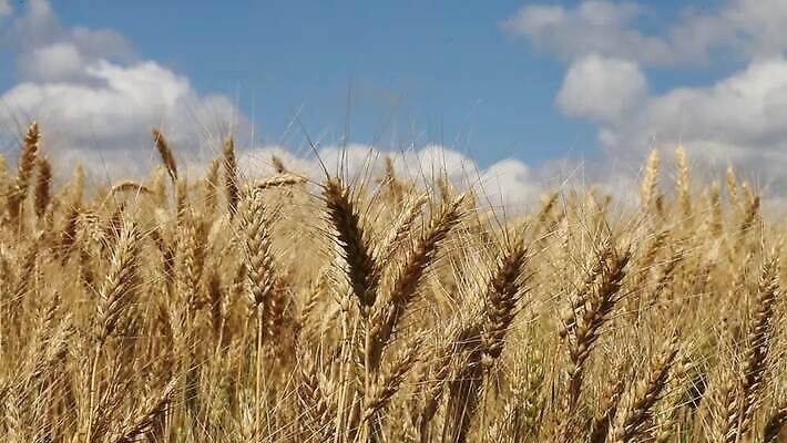 식물 줄기 밭 농업 자연 하늘 바람 씨앗 사람없음 야외 초록색 파란색 농작물 농장 노란색 환경 수확 성장 재산 황금 닫기 낟알 땅 밀 흔들림 귀 밀짚 내추럴 숙성 호밀 MOV 해외동영상 클립영상 자연요소 산업 컬러 모션 날씨 곡류 신체부위 금융 짚 생태계 동영상 파일형식