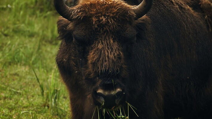동물 1 야생동물 포유류 가족 자연 엄마 털 뿔 초원 성인 사람없음 초록색 여름 갈색 계곡 신선 소 숲 큼 방목 들소 먹기 내추럴 송아지 전국 찰과상 MOV 해외동영상 클립영상 계절 새끼 컬러 관계 모션 사람 축산업 상처 크기 생태계 동영상 파일형식