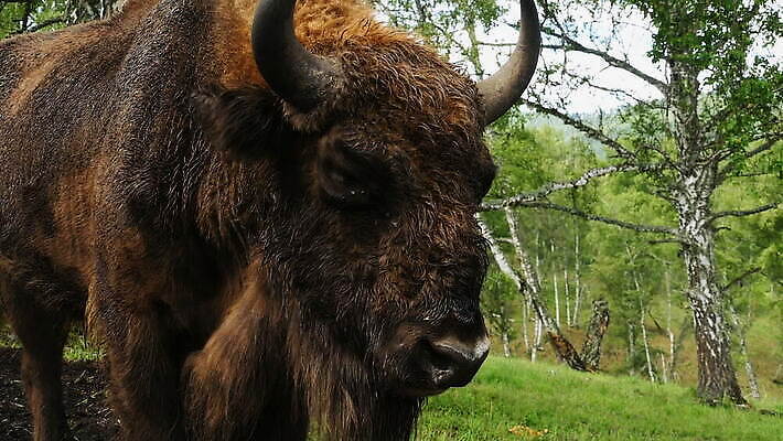 동물 1 응시 야생동물 포유류 자연 털 뿔 숙이기 초원 성인 사람없음 초록색 여름 갈색 계곡 신선 소 숲 큼 방목 무서움 들소 먹기 내추럴 송아지 전국 찰과상 MOV 해외동영상 클립영상 시선 계절 감정 새끼 컬러 포즈 모션 사람 축산업 상처 크기 생태계 동영상 파일형식