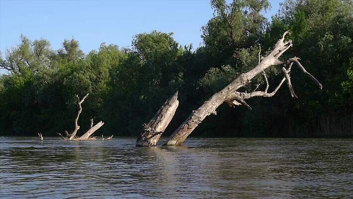 나무 식물 호수 백그라운드 자연 하늘 갈대 풍경 사람없음 초록색 물 여름 강 반사 마을 봄 나뭇가지 죽음 연못 개울 숲 위험 생태계 장면 나무껍질 내추럴 생태학 옛날 재앙 침몰 전경 4K 타임랩스 MOV 해외동영상 클립영상 자연요소 계절 교육 컬러 컨셉 촬영기법 껍질 동영상 파일형식 탑뷰