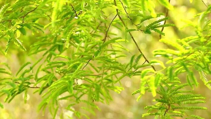 잎 자연 바람 함께함 사람없음 야외 초록색 컬러풀 햇빛 태양 환경 정원 맑음 활발 나뭇가지 시골 신선 불기 원예 보케 상록수 빛망울 식용 아열대 이국적 그리너리 MOV 해외동영상 클립영상 자연요소 나무 식물 컬러 컨셉 모션 날씨 취미 빛 생태계 동영상 파일형식 트랜드컬러