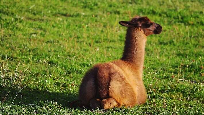 동물 영어 유럽 야생동물 여행 백그라운드 밭 농업 포유류 자연 초식동물 휴식 영국 잉글랜드 웨일즈 털 사람없음 야외 초록색 농장 머리 여행객 봄 목장 흰색 모피 남쪽 내추럴 양모 거짓말 라마 알파카 MOV 해외동영상 클립영상 문자 계절 나라 산업 컬러 컨셉 사람 신체부위 직물 방향 생태계 동영상 파일형식