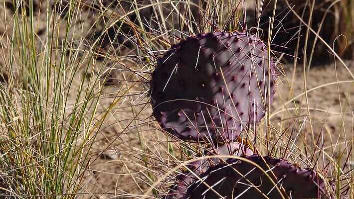 식물 공원 꽃 도로 분홍색 여행 백그라운드 날씨 선인장 건조 풍경 사람없음 초록색 여름 파란색 컬러풀 미국 사막 뜨거움 가시 보호 냄비 척추 파이프 애리조나 내추럴 다육식물 4K MP4 해외동영상 클립영상 계절 공공시설 길 컬러 컨셉 북아메리카 교통시설 뼈 솥 동영상 파일형식