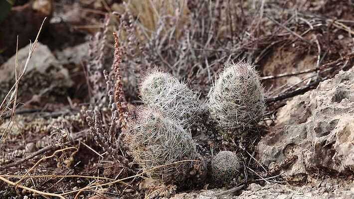 나무 식물 꽃 여행 백그라운드 자연 날씨 선인장 건조 풍경 사람없음 초록색 물 여름 사막 뜨거움 가시 척추 날카로움 애리조나 내추럴 뉴멕시코 다육식물 4K MP4 해외동영상 클립영상 자연요소 계절 컬러 뼈 미국 생태계 동영상 파일형식