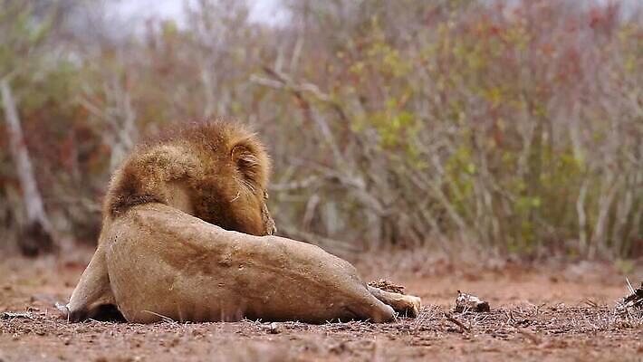 동물 남자 야생동물 포유류 아프리카 자연 국립공원 사람없음 뒷모습 관광지 고양이 황무지 보호 사자 사파리 육식동물 갈기 남아프리카 보츠와나 보호구역 크루거 MOV 해외동영상 클립영상 멸종위기종 공원 나라 뷰포인트 여행 컨셉 사람 반려동물 생태계 동영상 남아프리카공화국 구역 파일형식