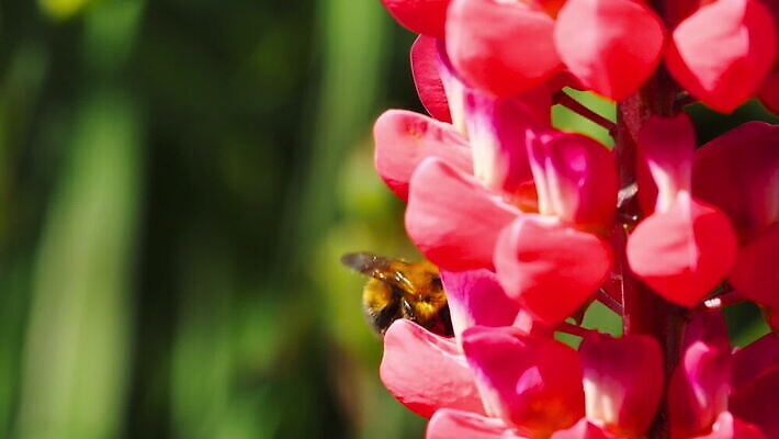 식물 동물 꽃 곤충 백그라운드 꽃무늬 자연 사람없음 초록색 뷰티 보라색 봄 벚꽃 개화 수분 제비꽃 꽃가루 꿀 내추럴 호박벌 MOV 해외동영상 클립영상 계절 컬러 무늬 벌_곤충 가루 생태계 동영상 파일형식
