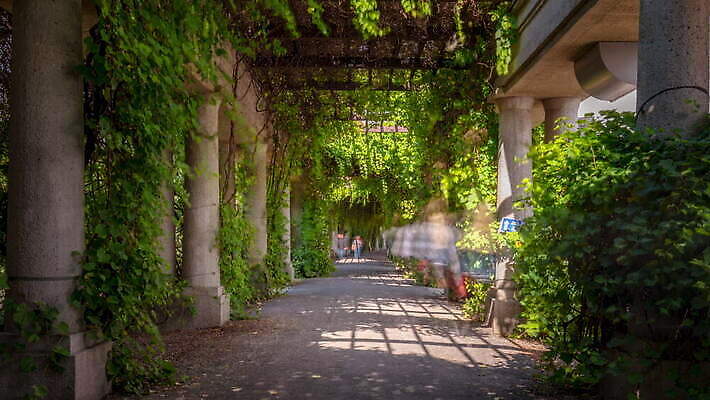 식물 공원 유럽 도로 여행 백그라운드 잎 모션 자연 사람없음 초록색 정원 산책 성장 기둥 시간 역사 터널 덩굴 오솔길 통로 아치 광택 미로 폴란드 내추럴 방법 브로츠와프 4K 타임랩스 MOV 해외동영상 클립영상 공공시설 건축 나라 길 컬러 교통시설 휴식 촬영기법 생태계 동영상 파일형식