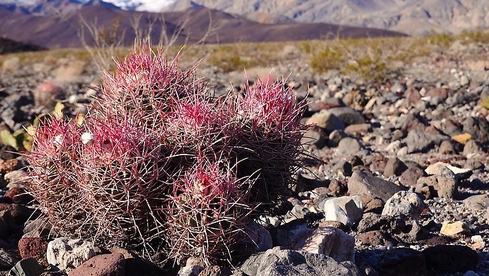 식물 계절 공원 여행 자연 선인장 통 사람없음 야외 빨간색 여름 계곡 사막 가시 캘리포니아 내추럴 전국 4K MP4 해외동영상 클립영상 공공시설 컬러 미국 생태계 동영상 파일형식