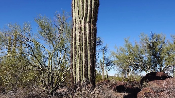 식물 공원 선 여행 자연 산 선인장 건조 사람없음 파란색 미국 성장 오르간 보호 큼 먼지 애리조나 천연기념물 전국 유일 4K MP4 해외동영상 클립영상 공공시설 컬러 컨셉 북아메리카 건반악기 크기 생태계 동영상 파일형식