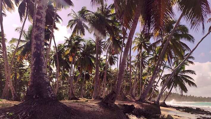 나무 모래 바다 섬 여행 자연 하늘 손바닥 사람없음 물 파란색 강 모래사장 야자수 태양 일몰 탐험 신선 대서양 내추럴 공화국 도미니카공화국 민물 이국적 코스타리카 파라다이스 4K MP4 해외동영상 클립영상 자연요소 식물 손 나라 컬러 노을 남아메리카 중앙아메리카 생태계 동영상 파일형식