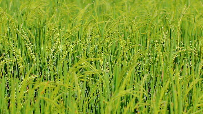 식물 전통 계절 산업 아시아 문화 백그라운드 잎 농업 자연 바람 씨앗 초원 사람없음 야외 초록색 농작물 농장 농경지 환경 정원 흙 성장 나뭇가지 시골 신선 농부 낟알 땅 유기농 날것 내추럴 논밭 밭일 생식 4K MOV 해외동영상 클립영상 자연요소 나무 직업 웰빙 나라 컬러 밭 날씨 논 생태계 동영상 파일형식