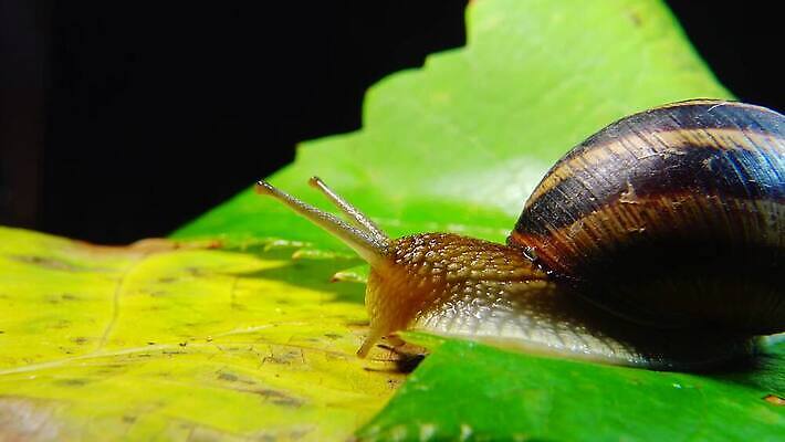 동물 야생동물 백그라운드 자연 연체동물 나선형 사람없음 야외 초록색 갈색 정원 젖음 껍질 달팽이 덮기 느림 내추럴 기어가기 식용 끈적임 4K MP4 해외동영상 클립영상 컬러 무늬 모션 무척추동물 생태계 동영상 파일형식