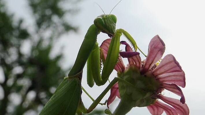 동물 1 유럽 야생동물 곤충 백그라운드 절지류 자연 무척추동물 안테나 사람없음 초록색 기도 벌레 생물학 육식동물 사냥꾼 내추럴 동물상 포식 4K MP4 해외동영상 클립영상 직업 교육 나라 컬러 통신 조형물 생태계 동영상 파일형식