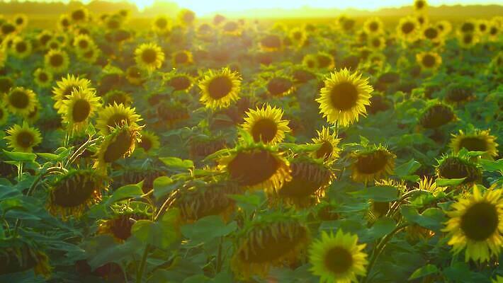 식물 계절 꽃잎 밭 농업 오렌지 자연 해바라기 씨앗 사람없음 야외 초록색 농작물 컬러풀 햇빛 농장 노란색 정원 맑음 일몰 활발 성장 벚꽃 시골 원형 수수께끼 개화 장면 내추럴 4K MP4 해외동영상 클립영상 도형 꽃 산업 컬러 컨셉 과일 날씨 태양 노을 생태계 동영상 파일형식