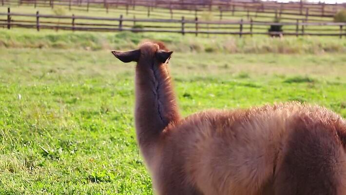 동물 응시 공원 얼굴 야생동물 컬러 여행 밭 농업 포유류 자연 산 털 동물원 사람없음 야외 초록색 반려동물 농장 갈색 머리 미국 가축 흰색 닫기 군중 모피 먹기 솜털 남쪽 내추럴 양모 라마 알파카 양털 페루 MOV 해외동영상 클립영상 시선 공공시설 산업 북아메리카 모션 사람 신체부위 직물 남아메리카 방향 생태계 동영상 파일형식
