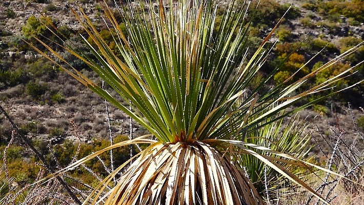 나무 식물 꽃 여행 백그라운드 자연 날씨 선인장 건조 풍경 사람없음 초록색 물 여름 사막 뜨거움 가시 척추 날카로움 애리조나 내추럴 뉴멕시코 다육식물 4K MP4 해외동영상 클립영상 자연요소 계절 컬러 뼈 미국 생태계 동영상 파일형식
