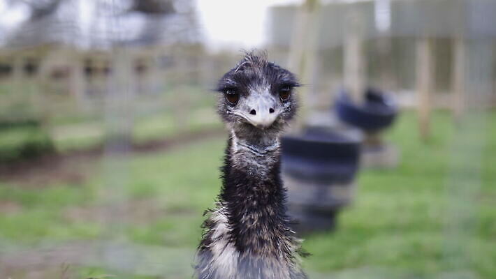 동물 응시 야생동물 백그라운드 밭 농업 자연 조류 영국 잉글랜드 사람없음 야외 목재 울타리 농장 머리 환경 금속 시골 깃털 먼지 진흙 밭일 절정 목가 배선 4K MOV 해외동영상 클립영상 나무 시선 유럽 산업 재료 재질 신체부위 담장 한자 생태계 동영상 파일형식